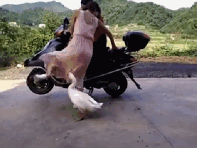 9908532a87a7dd7fa83e2a1ccfda561c.gif