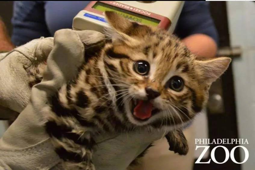 恐怖微笑猫事件